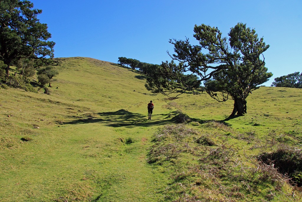 Fanal Madeira hike
