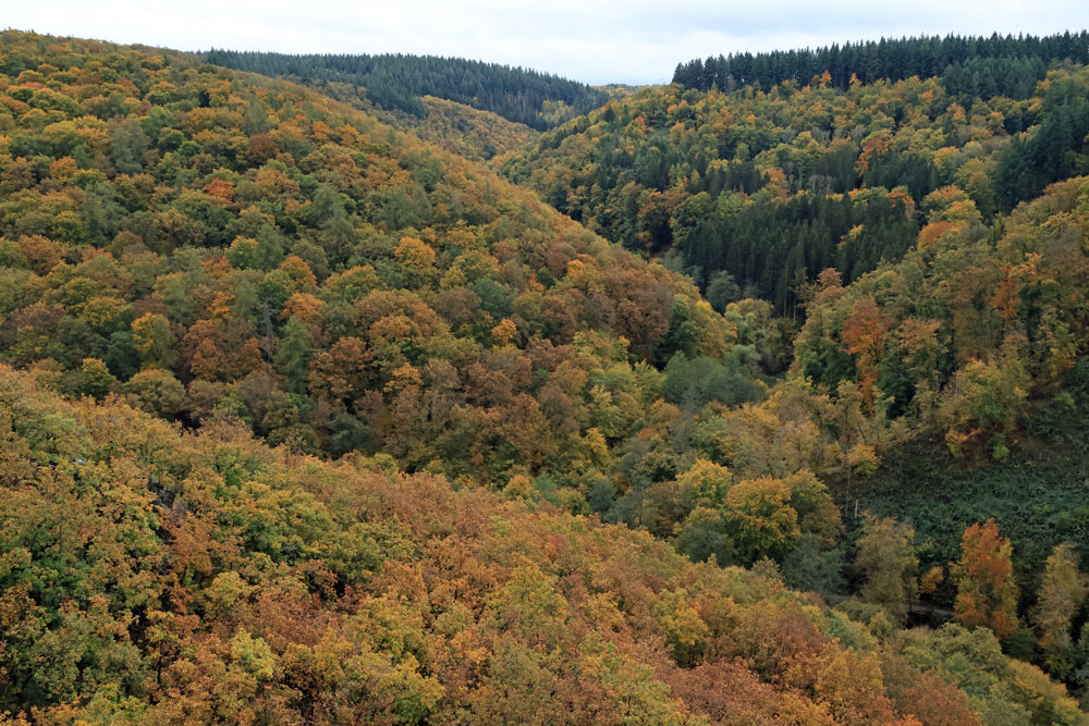 Hike Geierlayschleife hangbrug Geierlay