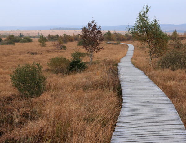 La grande ronde des Fagnes - Hoge Venen Ardennen